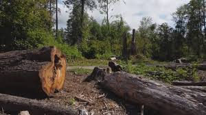 Seasonal Cleanup (Spring/Fall) in Holbrook, NY