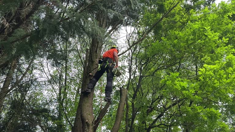 Professional Tree Care Services in Holbrook, NY